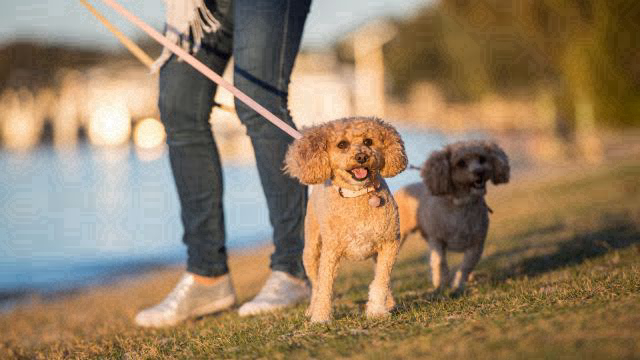 Dog rego a legal requirement