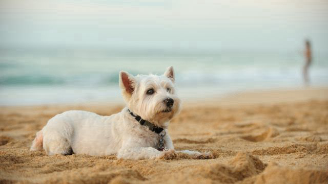 Check out our off-leash areas