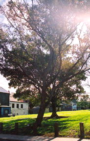 002522mogostree