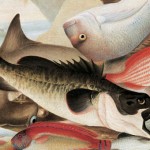 John Lewin, ‘Fish catch and Dawes Point Sydney Harbour’