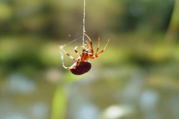 Spiders hanging by a thread - | WellBeing.com.au