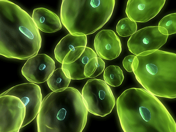 VitE_cells_web