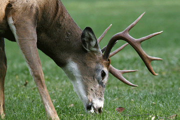 Deer_antler_web