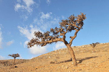 Frankincense_ovarian_web
