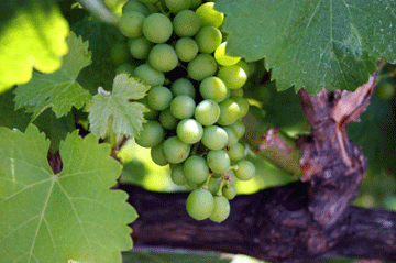 Grape_chemo_colon_web