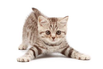 Cat_poo_cancer_web