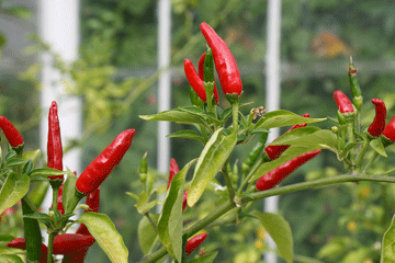 Chilli_colon_cancer_web