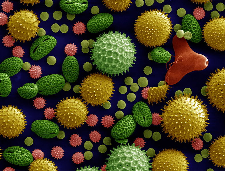 Misc_pollen