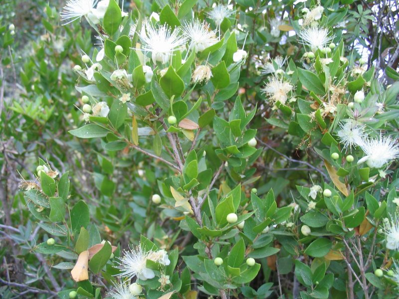 Myrtus_communis