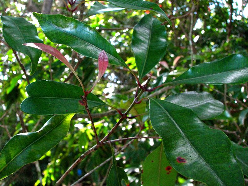 Syzygium_aromaticum_5288803347