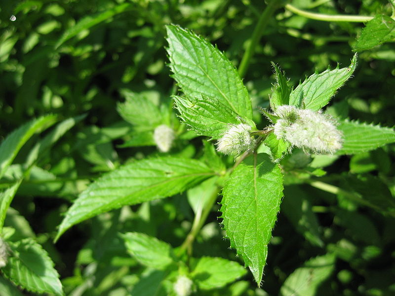 Peppermint-plant