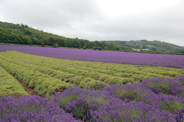 Lavender_Fields
