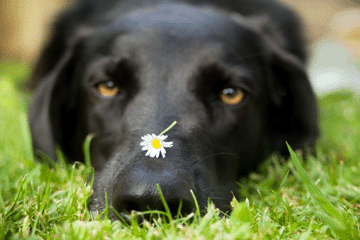 dog_flower