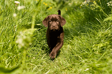 puppy_outdoors_wellbeing