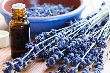 lavender_esential_oil_wellb