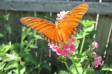 butterfly_backyard