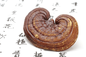 reishi_mushroom_wellbeing