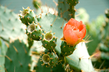barbary_prickly_pear