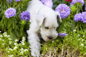 Schnauzer puppy in the garden