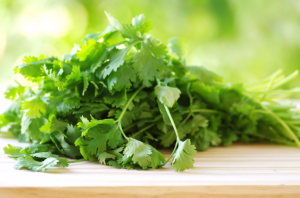 31582849 – bunch of coriander on table