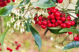 coralberry plant