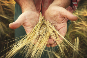 old farmer and his harvest farm wheat food nature planet future