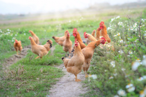 Chickens on traditional free range poultry farm
