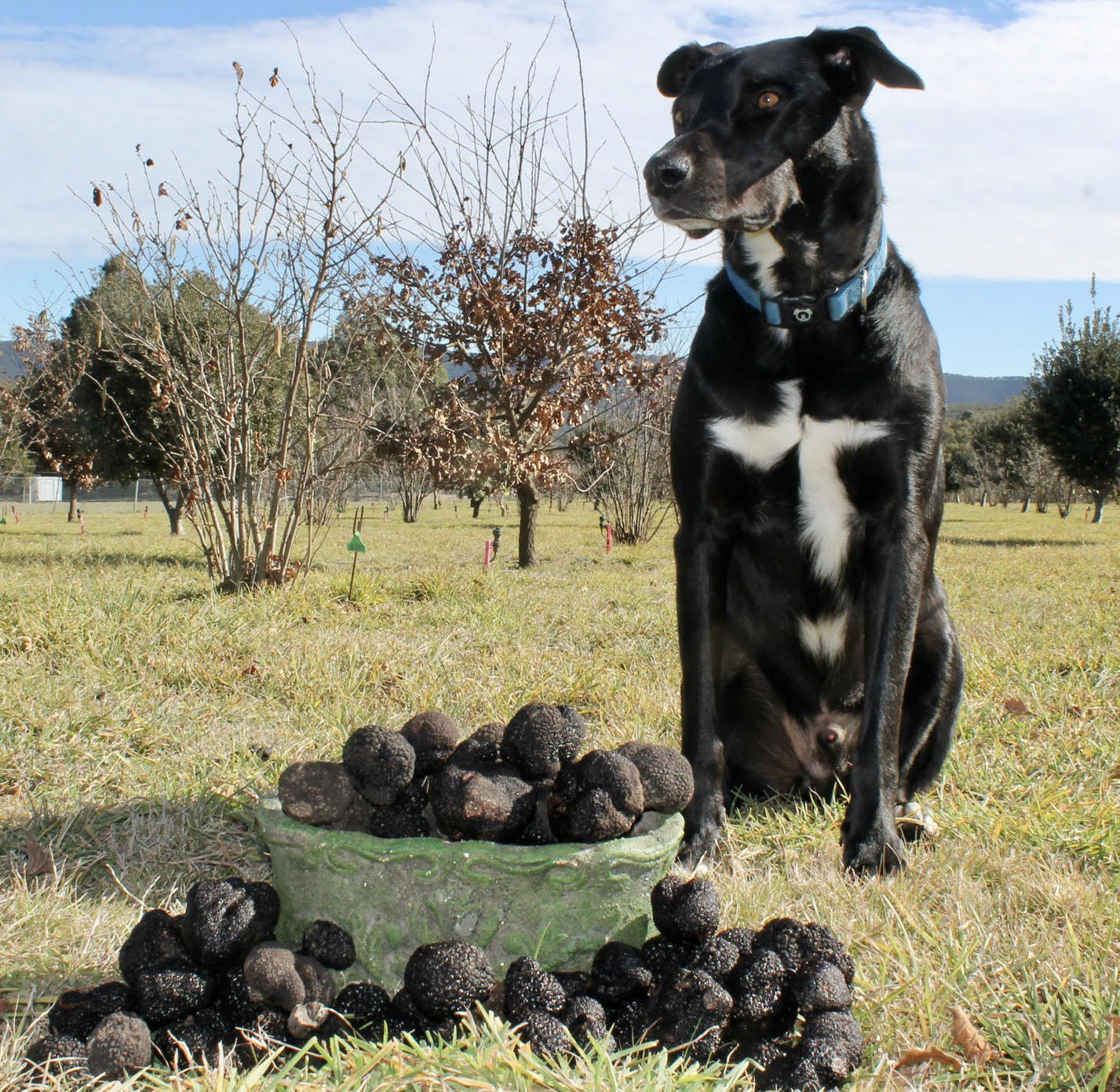 truffle hunt 3 Wayfarer