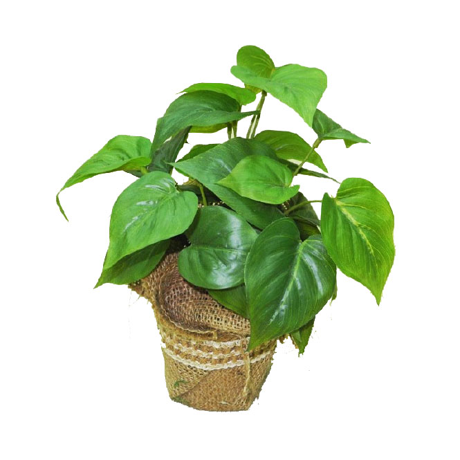 PHILO PLANT POTTED 25CM Artificial Plants Online