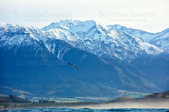 Sea birds and mountains