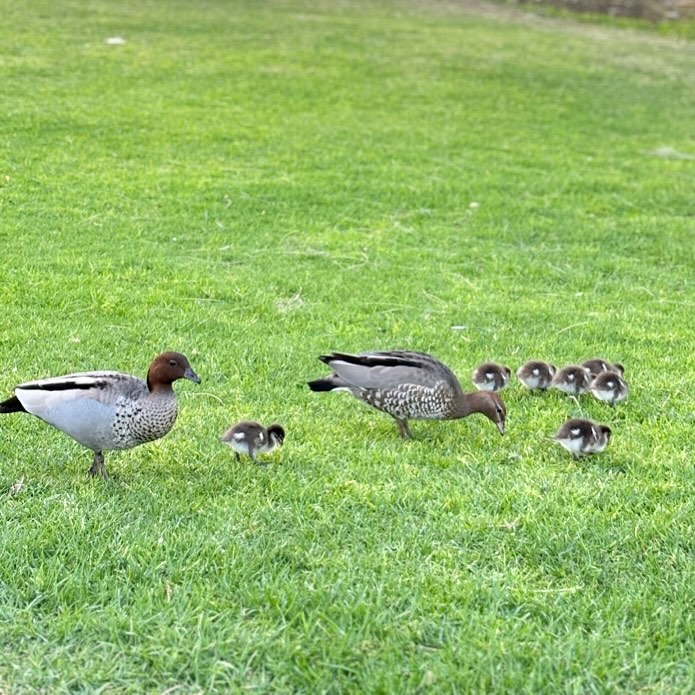 Course Managers Update - Around the Greens in September 2024