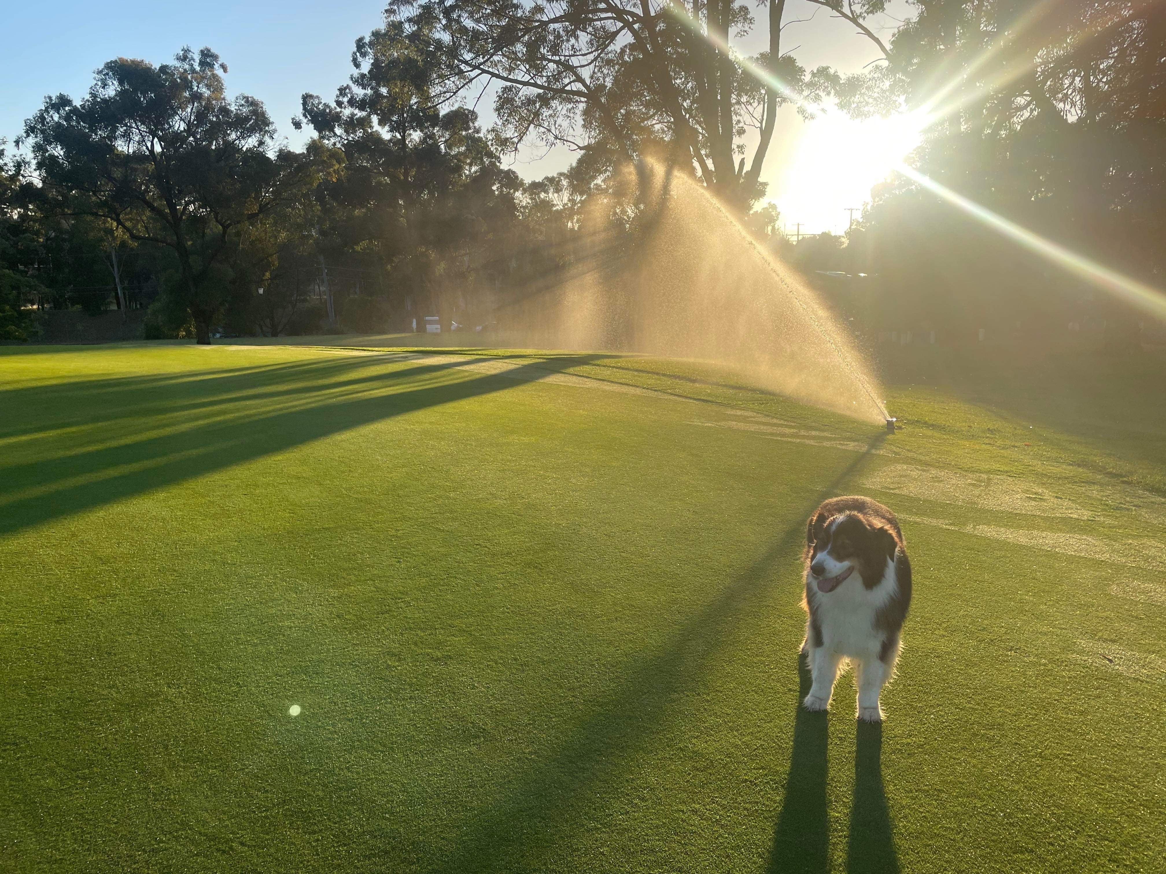 Course Managers Update - Around the Greens in February 2025