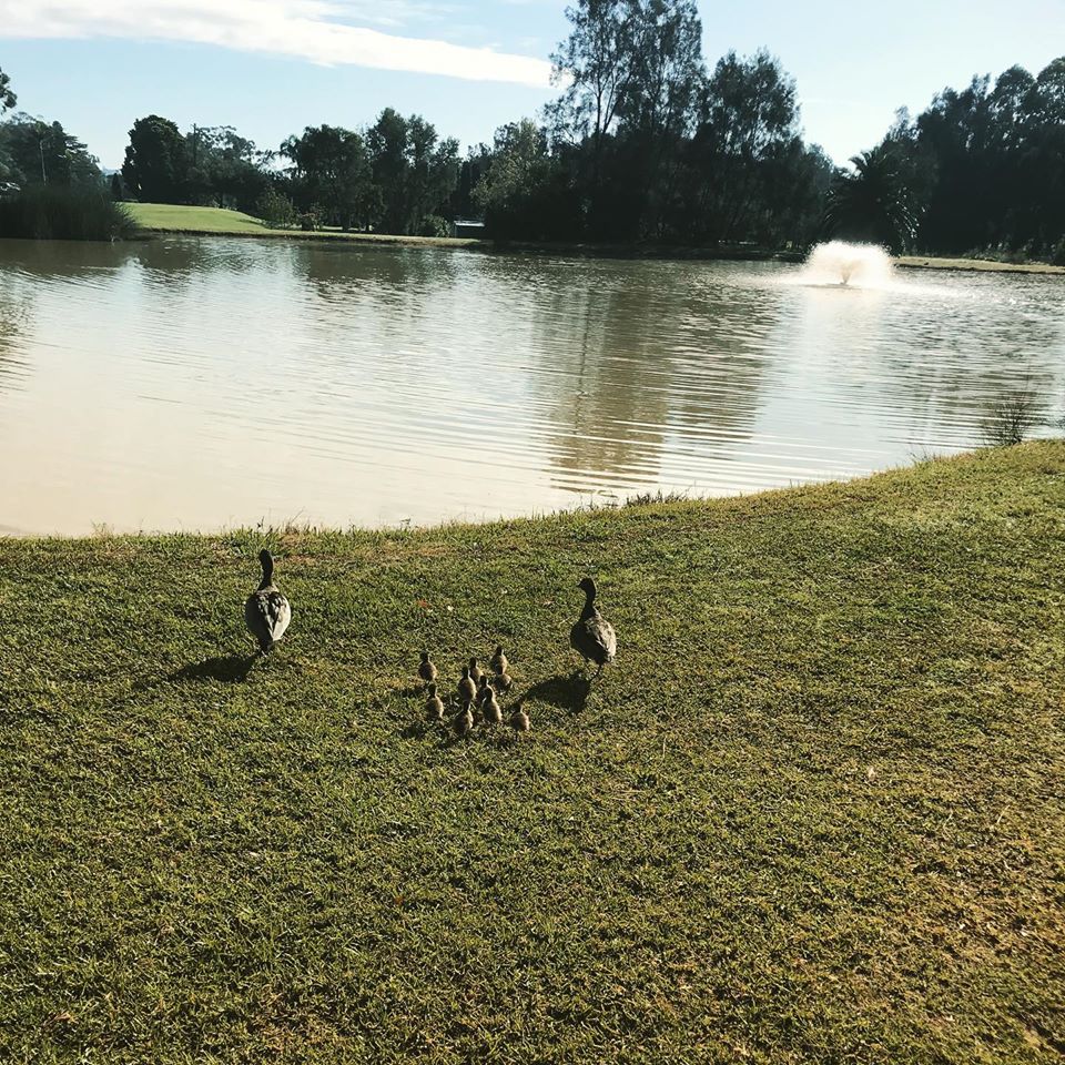 Course Managers Update - Around the Greens in June 2020