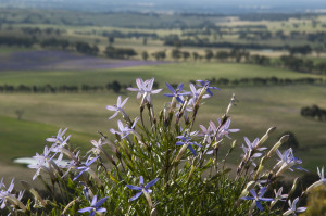 Indigenous species are well adapted to the local soil type, climate and other environmental conditions.