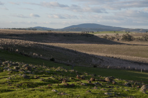 Agrarians - The Phillips of Strathlea
