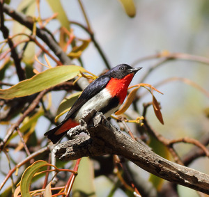 Mistletoebird