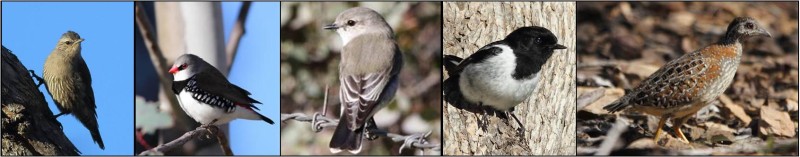 Feathered five banner pic