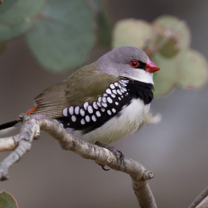firetail1 geoff 18 jan