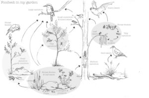 food-web