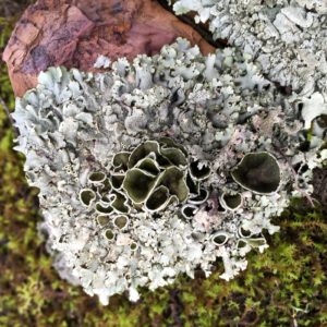 lichen-article-3