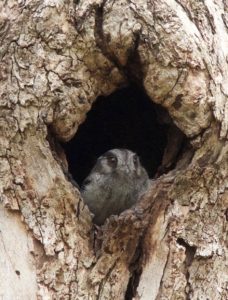 after being flushed, the owlet-nightjar returned to its cosy hollow in a broken off tree stag. Pic by Peter Turner.