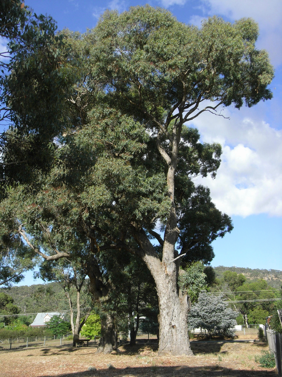 Historic gum trees of Maldon Nature News April 2018 Connecting Country