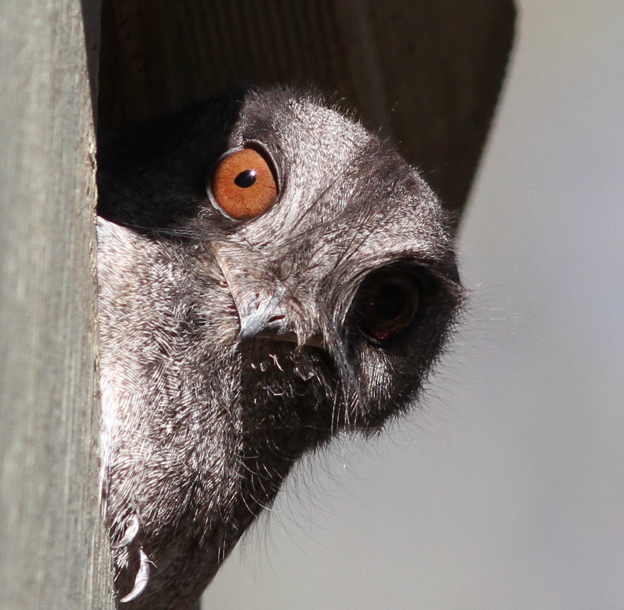 Bird of the month Australian Owletnightjar Connecting Country