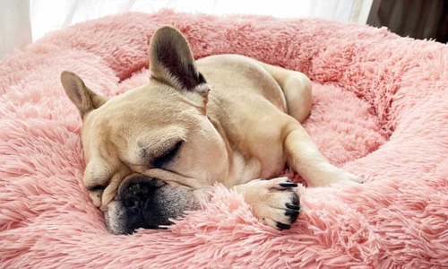 Blush polar pet bed 2965 web3