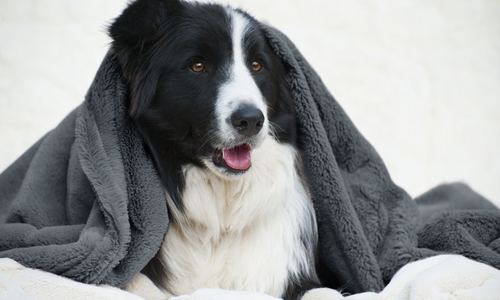 Grey mink pet blanket 2973 web1