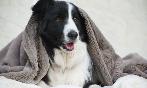 Mink pet blanket 2973 web1