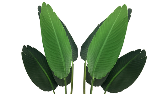 747 travellers palm 1
