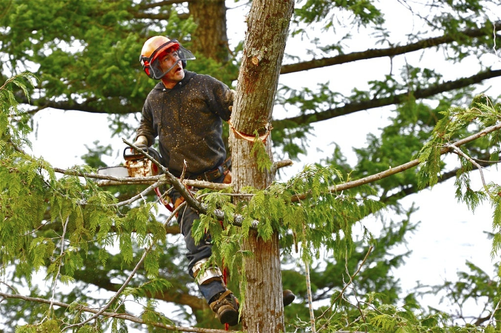 Tips to Help with Tree Lopping Community News Group