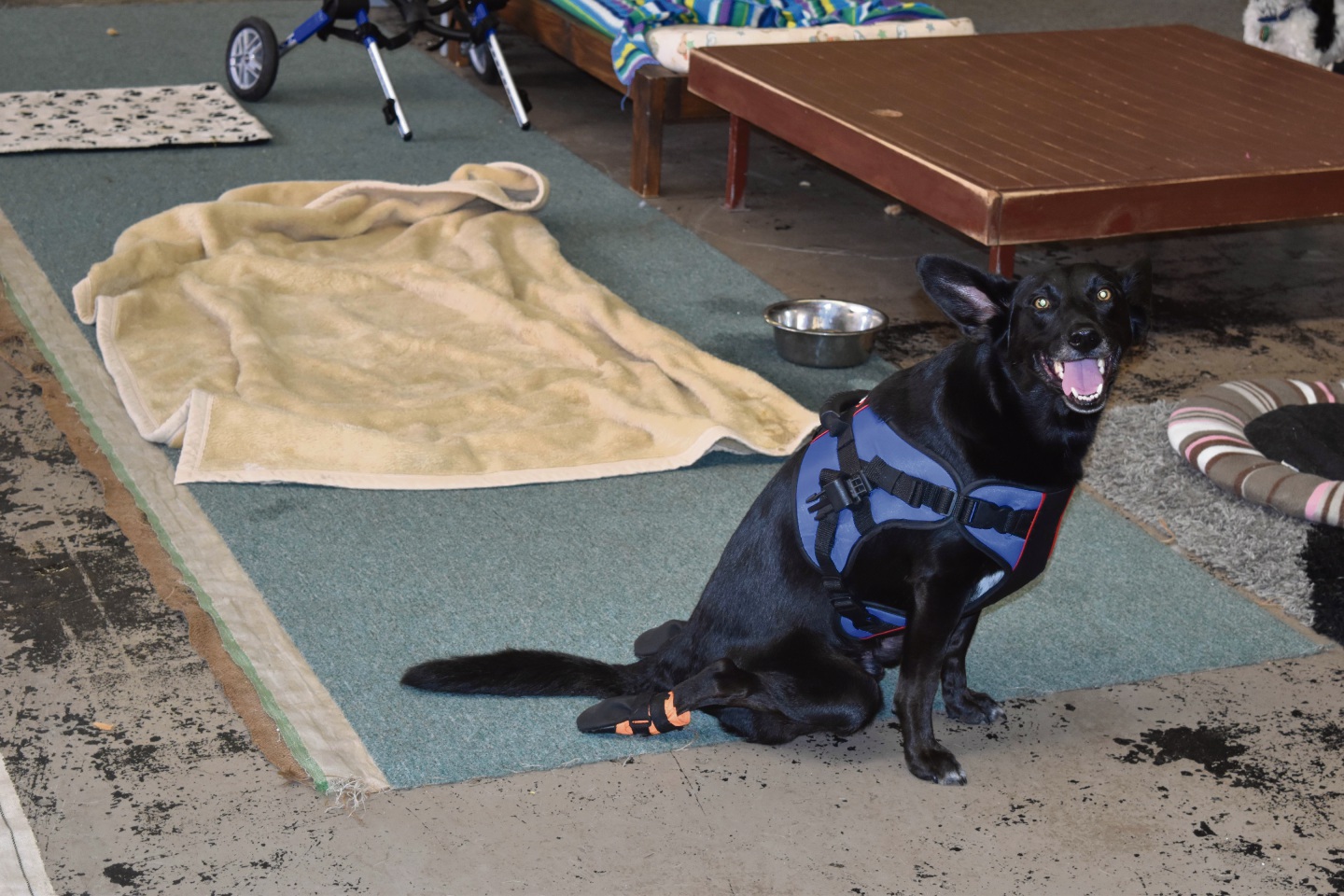 Mandurah injured dog Reuben back on the road Community News Group