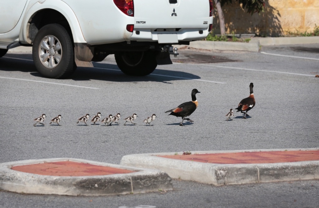 A family of ducks in the car park of the High Wycombe Shopping Centre. Picture: David Baylis www.communitypix.com.au d444519